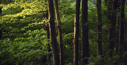 maderas pisuerga - valladolid