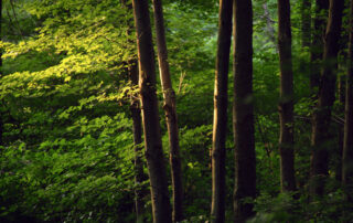 maderas pisuerga - valladolid