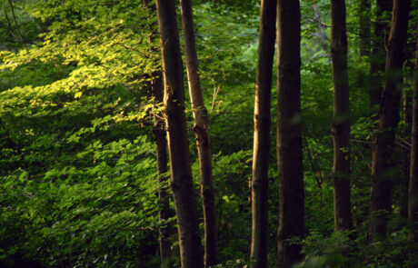 Bosque141 maderas pisuerga - valladolid