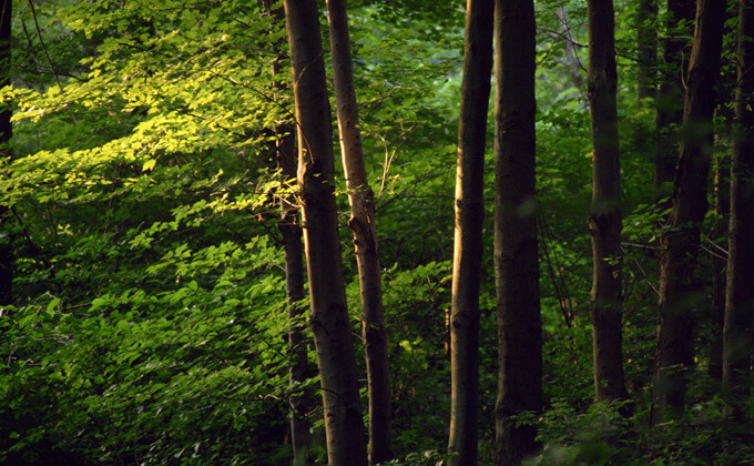 maderas pisuerga - valladolid